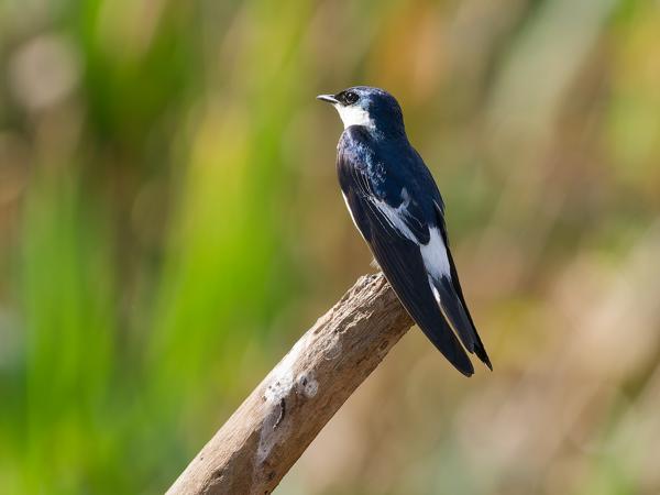 Witbuikzwaluw (Tachycineta albiventer)
